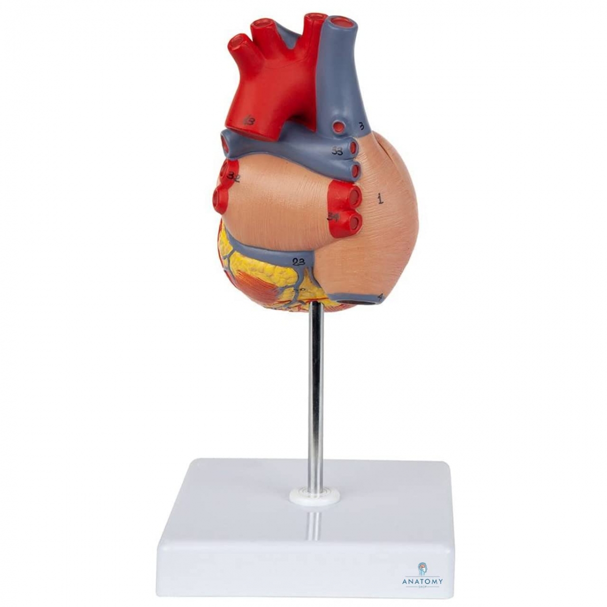 Human Heart Model